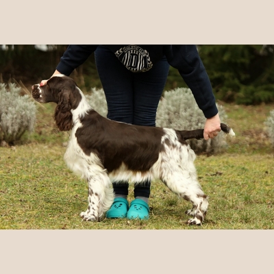 eastriding-royal-player[14].jpg